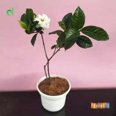 Tanaman Hias Kacapiring Bunga Kaca piring Gardenia