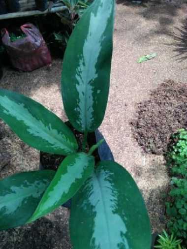 tanaman hias aglonema sri rejeki