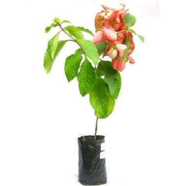 Tanaman Hias Bunga Nusa Indah Pink