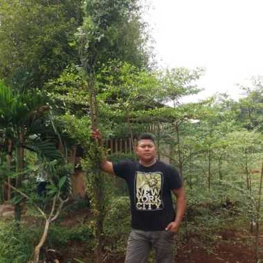 Pohon Ketapang Kencana 3Meter Bergaransi