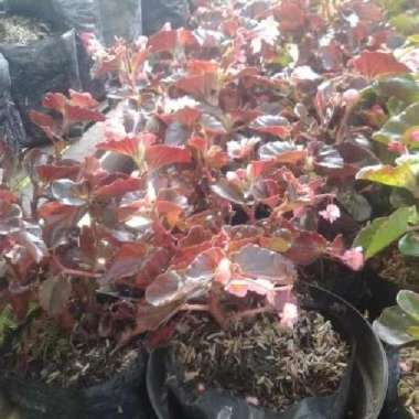 Tanaman Hias Begonia / Pohon Bunga Begonia