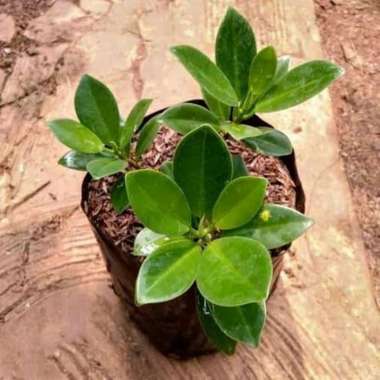 Bibit Tanaman Bonsai Beringin Korea - Beringin Dolar