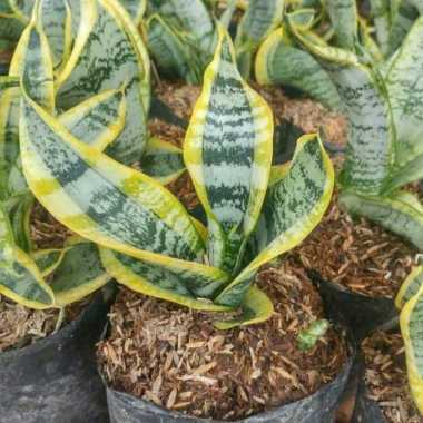 Tanaman Hias Sansivera Twister