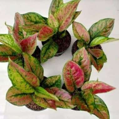 Aglonema Heng heng | tanaman hias aglonema | Aglo |