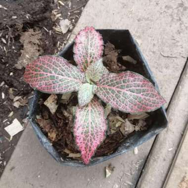 Jual tanaman hias fitonia merah - pitonia merah - mutiara merah -