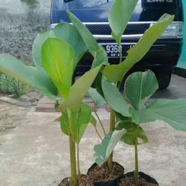 _ New Tanaman Hias Pisang Calatea - Pohon Pisang Kipas - Heliconia