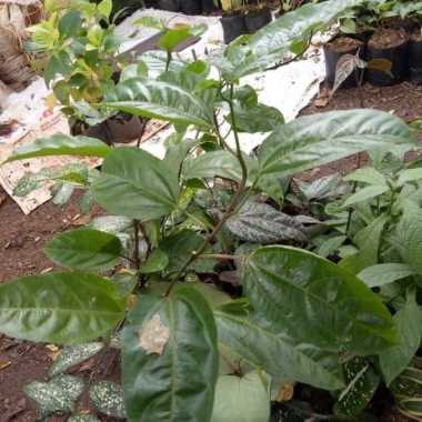 _ tanaman hias buah markisa - bibit pohon markisa