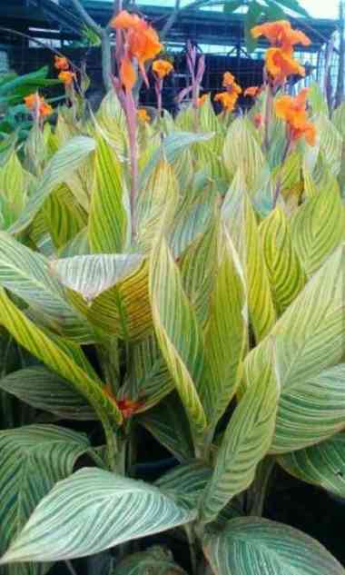 Tanaman hias bunga canna kuning - bunga kana kuning