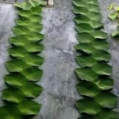 Tanaman Hias Rambat Daun Dolar Daun Besar - Tanaman Dollar