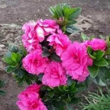 tanaman hias bunga azalea pink