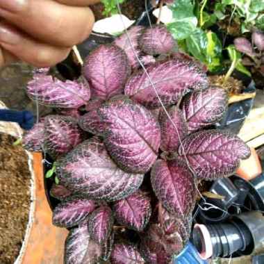 tanaman hias gantung episia merah pink - episcia pink - episicia