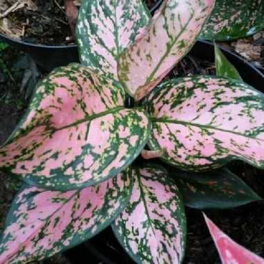 aglonema lady valentine