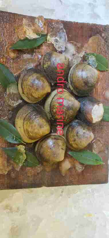 Kerang totok (Menega) Hidup