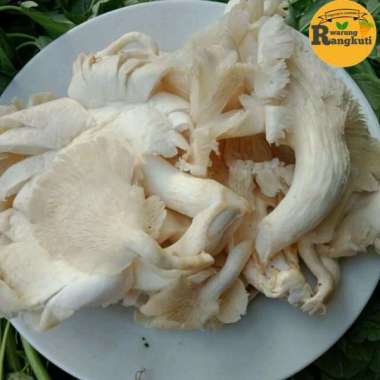 jamur tiram