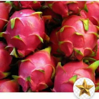Buah Naga 1 kg