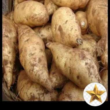 Ubi jalar putih/kg