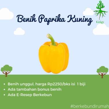 BIJI PAPRIKA KUNING, BENIH PAPRIKA KUNING, BIJI PAPRIKA , BENIH PAPRIK