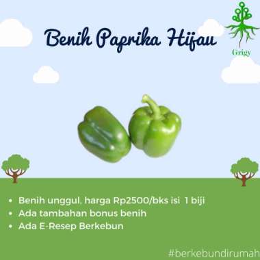 BENIH PAPRIKA HIJAU, BIBIT PAPRIKA HIJAU, BIJI PAPRIKA HIJAU