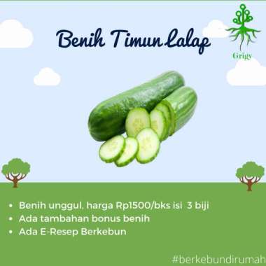 BENIH TIMUN LALAP , BIBIT TIMUN LALAP, BIJI TIMUN LALAP, BENHI, BIJI