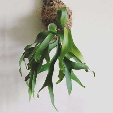 Tanaman Kadaka Tanduk Rusa