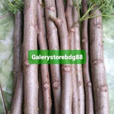 Bibit stek daun kelor / bibit kelor 500 gram