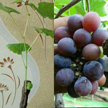 Bibit Buah Anggur Isabella Bibit Tanaman Buah Anggur Lokal Super Murah
