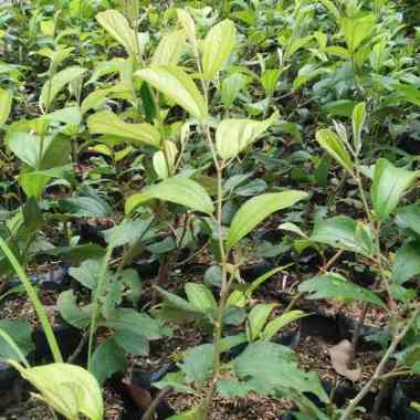 Bibit Buah Apel Putsa India