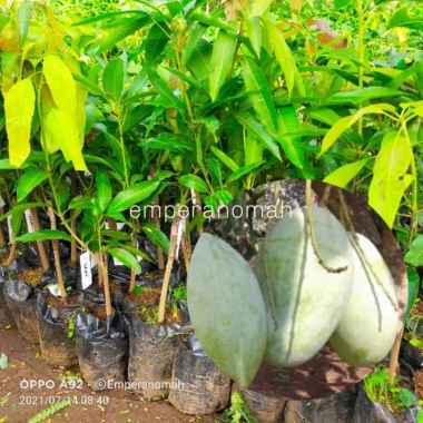 Bibit Buah Mangga Gajah Okulasi Super Unggul