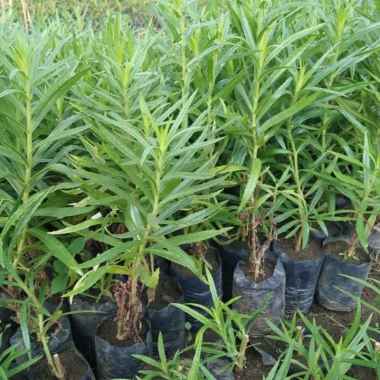 Bibit Bunga Lavender