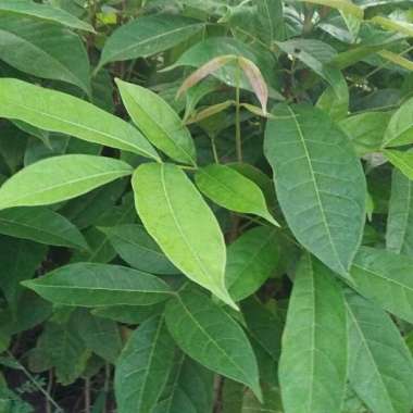 Bibit Pohon Mahoni Super