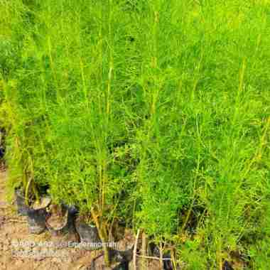 Bibit Tanaman Adas Pulosari Herbal Adas Pulowaras Untuk Kesehatan Kita