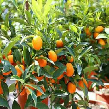 Bibit Tanaman Buah Jeruk Nagami 2 Bibit