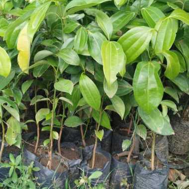 Bibit Tanaman Kayu Manis