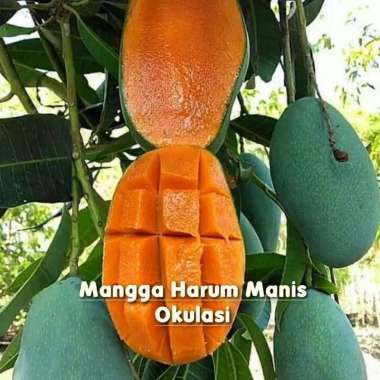 bibit Tanaman Buah mangga harum manis okulasi