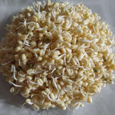 Kecambah Toge/Kecambah Kecil/Toge Pendek/Tauge Pendek Segar 1/2 KG