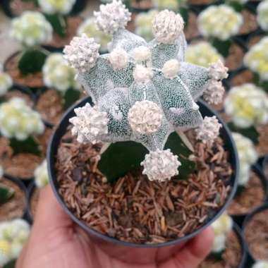 Tanaman hias kaktus astrophytum myriostigma