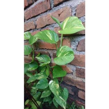 Sirih varigata sirih gading manjula aneka Bibit purworejo