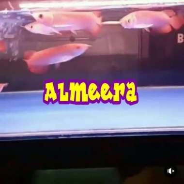 Arwana Arowana Super Red Blood & Chili Red size 13-15 cm