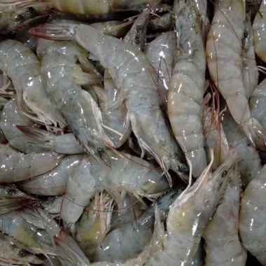 Udang Vaname Segar Size 90/100 Ekor Kualitas Terbaik BERGARANSI