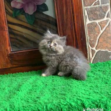 Anak kucing kucing persia betina super gondrong Multicolor