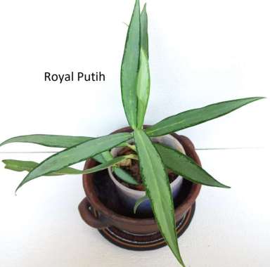 TANAMAN HIAS AGLONEMA BAMBU SILVER