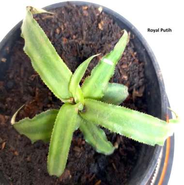 TANAMAN HIAS CRYPTANTHUS HIJAU / CRYPTANTHUS TOKEK HIJAU / TERRARIUM