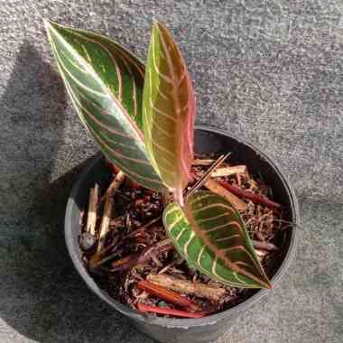 Aglonema Red Sumatra(Anakan)