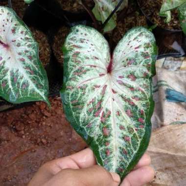 Tanaman Hias Keladi Wayang - Tanaman Caladium Wayang