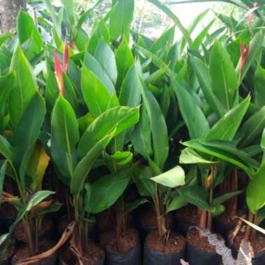 Tanaman Hias Pisang Heliconia//Pisang Pisangan