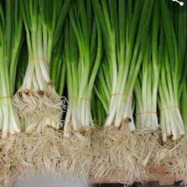 Daun Bawang kecil 1 iket