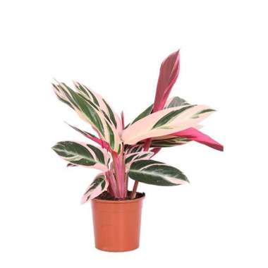 Tanaman Hias Calathea - Calathea Tricolor