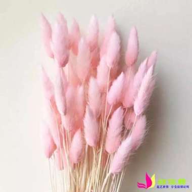 1bucket Dried flower Lagurus / bunny tail bunga kering Lagurus PinkPucat