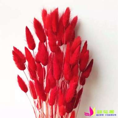 1bucket Dried flower Lagurus / bunny tail bunga kering Lagurus Merah