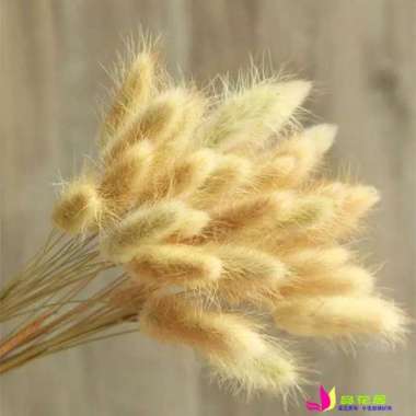 1bucket Dried flower Lagurus / bunny tail bunga kering Lagurus Wrn Gandum